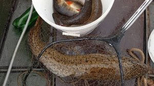 Ух ты ! Здоровенный налим \ Осенняя рыбалка на продольники