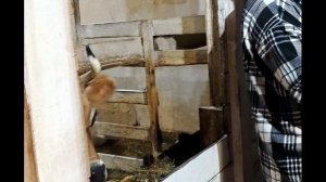 СТОЙЛОВОЕ СОДЕРЖАНИЕ СКОТА!