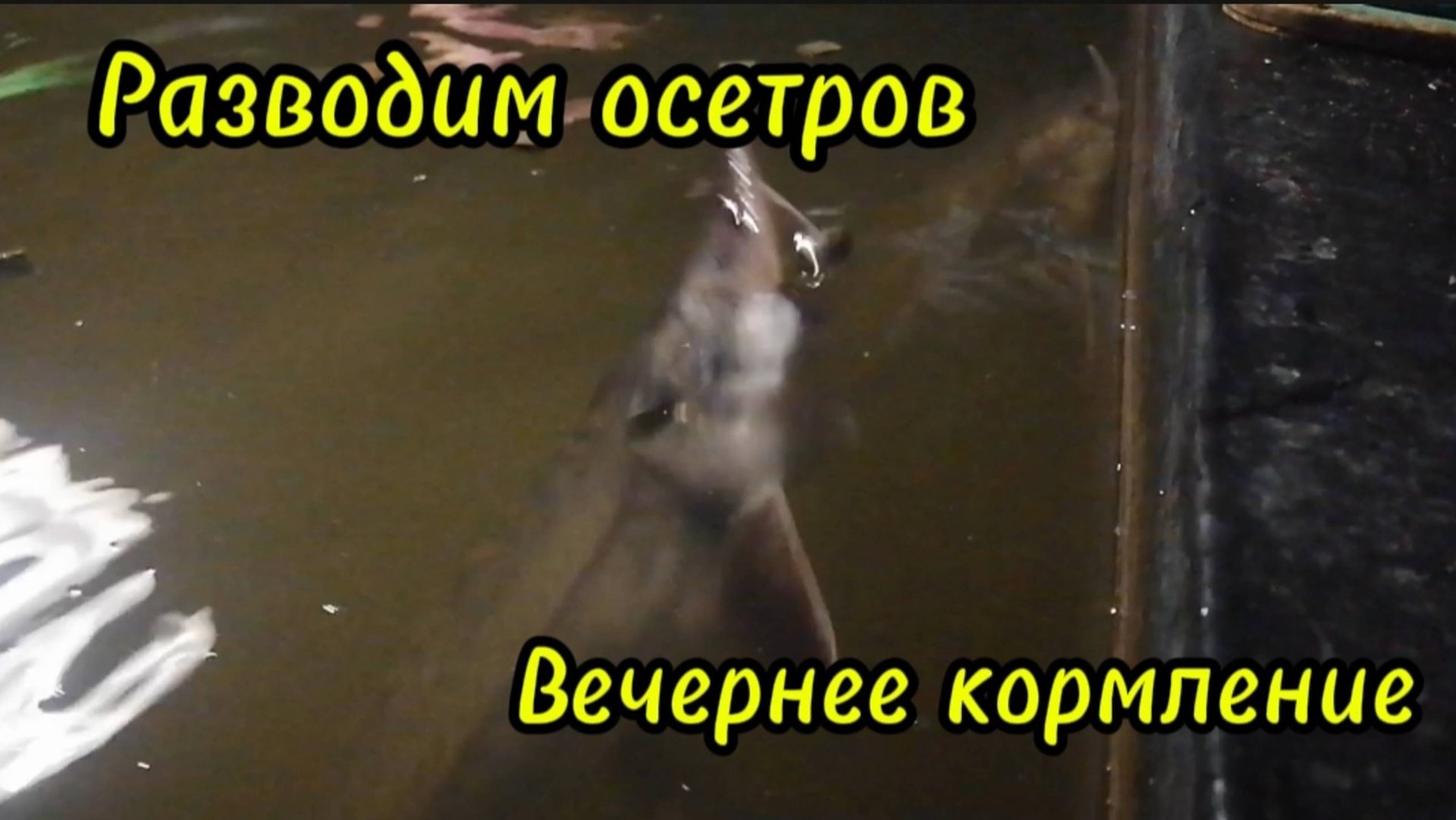 Разводим осетров. ОСОБИ БОЛЬШЕ КИЛОГРАММА. смотреть онлайн