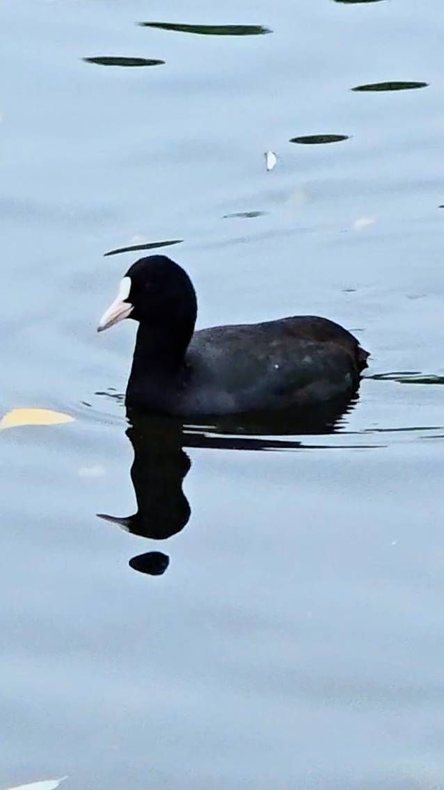 Лысуха осень 2025