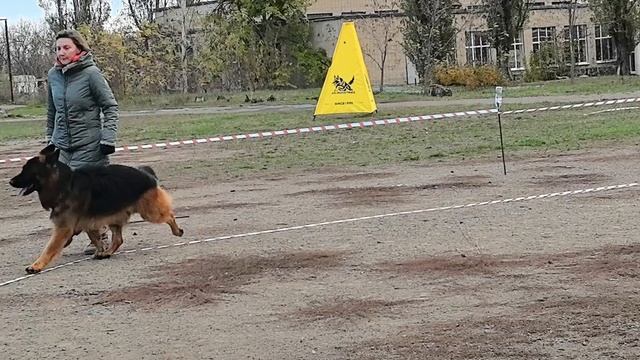 РАБОЧИЙ КОБЕЛИ ДШ / КЧК ШАХТЫ 3 ноября`25 Н.Павлова Моно немецких овчарок смотреть онлайн
