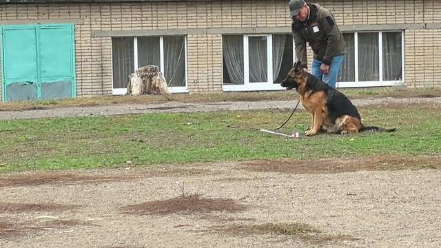 1 Оч/хор Эдельвейс Кубани АДЕЛЬ +++ №35. ШАХТЫ 3 ноября`25 Моно немецких овчарок смотреть онлайн