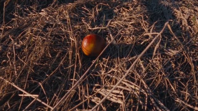 #46 Бозоны Хиггса - Птенчик смотреть онлайн