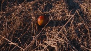 #46 Бозоны Хиггса - Птенчик