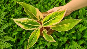 Пересадка аглаонемы в мох сфагнум фускум.