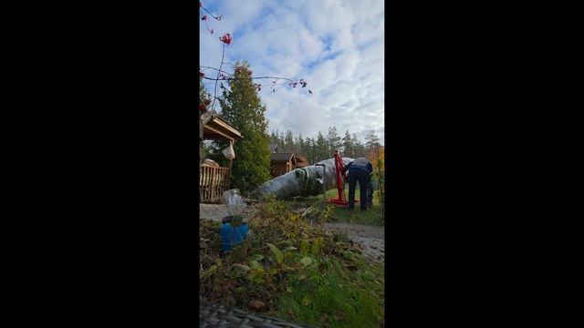 Пересадка 30 летней туи в ноябре 2025.11.03