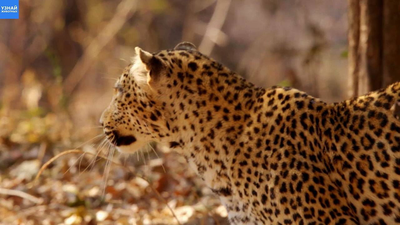 Африканский леопард вышел на охоту смотреть онлайн