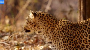 Африканский леопард вышел на охоту