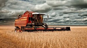 А в поле, в поле. В начале осени ехал мимо полей и был зачарован красотой колосьев