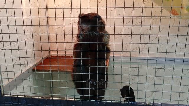 #shorts #monkey #monkeys #обезьяна #обезьянка #зоопарк #wildanimals #monke