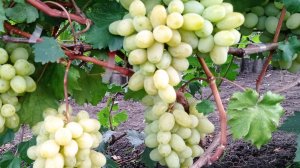 Виноград Лора