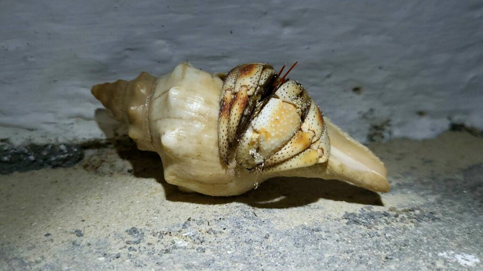 Два вида раков-отшельников с Мадагаскара смотреть онлайн