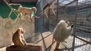 Елисей оберегает Люсю, защищает от макак! Лида испугалась вертолета! Феня жалуется на нас Вене!