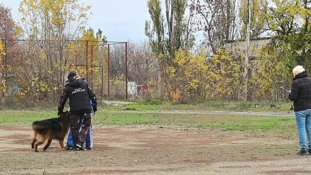 1 Отл. КЧК Леруа Мадлен МАЙБАХ +++ №29. ШАХТЫ 3 ноября`25 Моно немецких овчарок смотреть онлайн