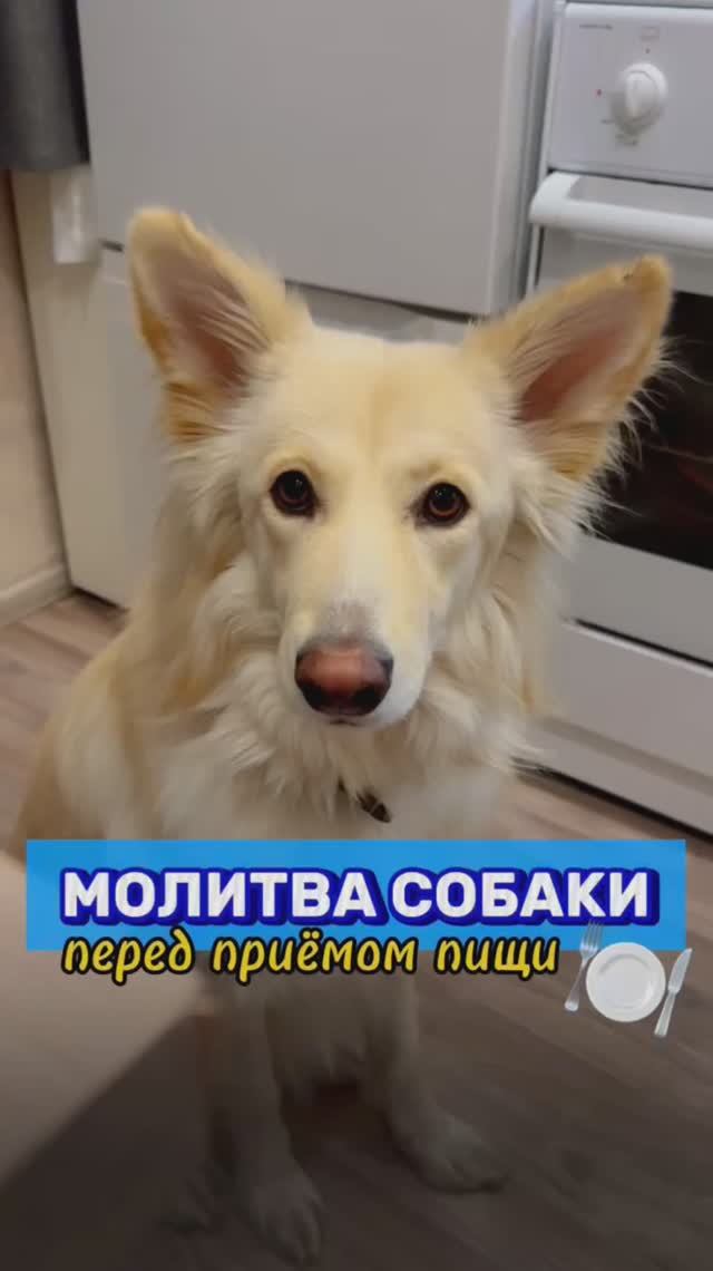 Как думаете, сработало?😅 #собака #юмор #животные #питомцы #забавныеживотные #смешнаясобака