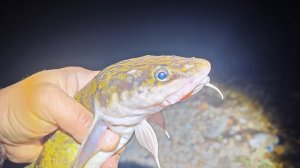 Волжский налим! Вечерняя рыбалка на донки подарила краснокнижную рыбу!