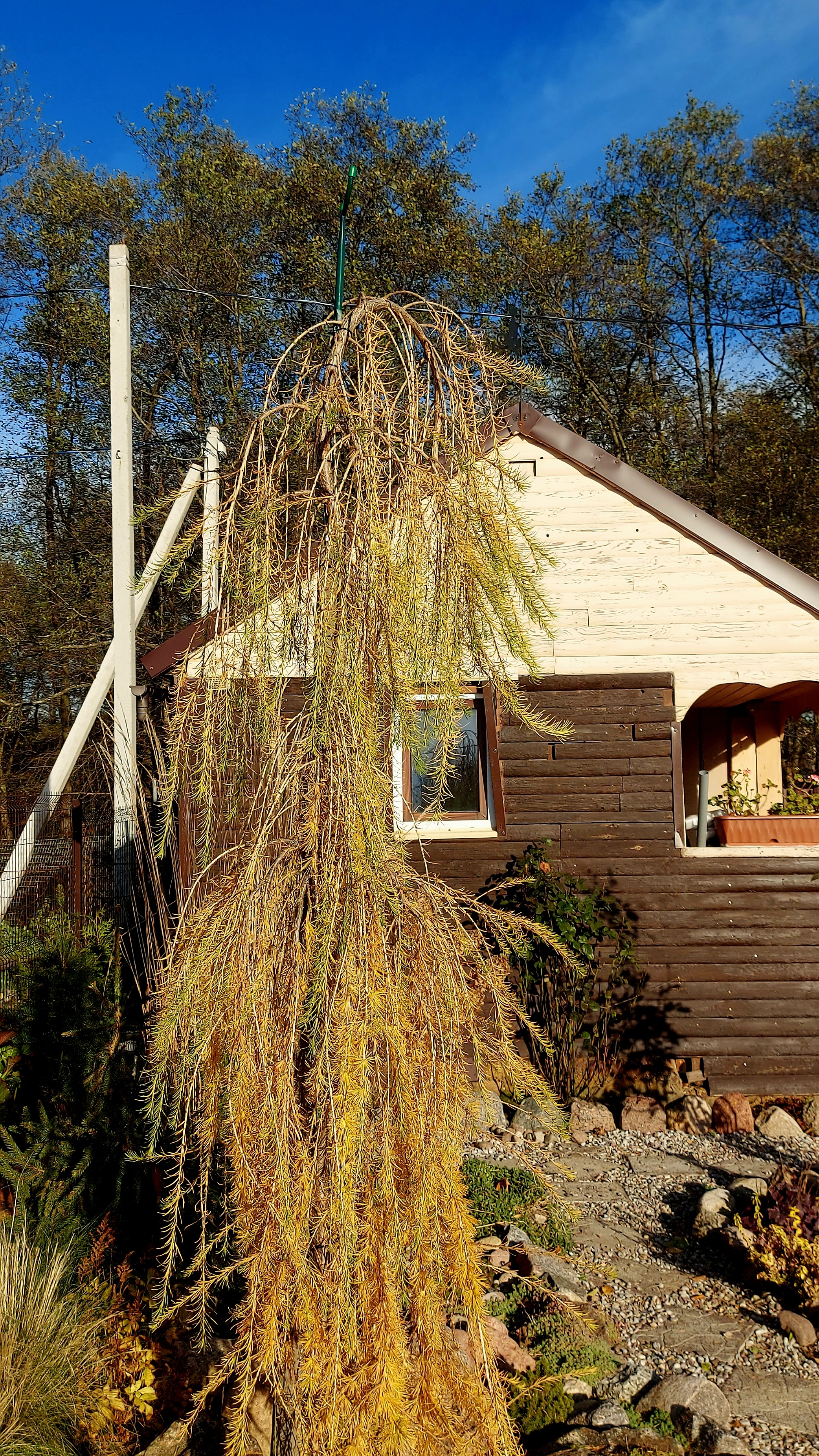 Лиственница европейская Пендула окрашивается в золото💛💛💛#любимаядача смотреть онлайн
