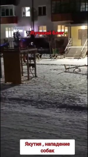 НАПАДЕНИЕ СОБАК В ЯКУТИИ