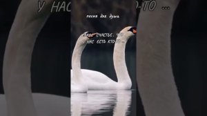 Какое счастье, что у нас есть кто-то.mp4
На стихи Светланы Джус. (автор музыки и.и.?)