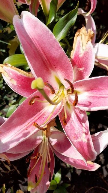 Лилия ОТ гибрид Imprato (Импрато). смотреть онлайн