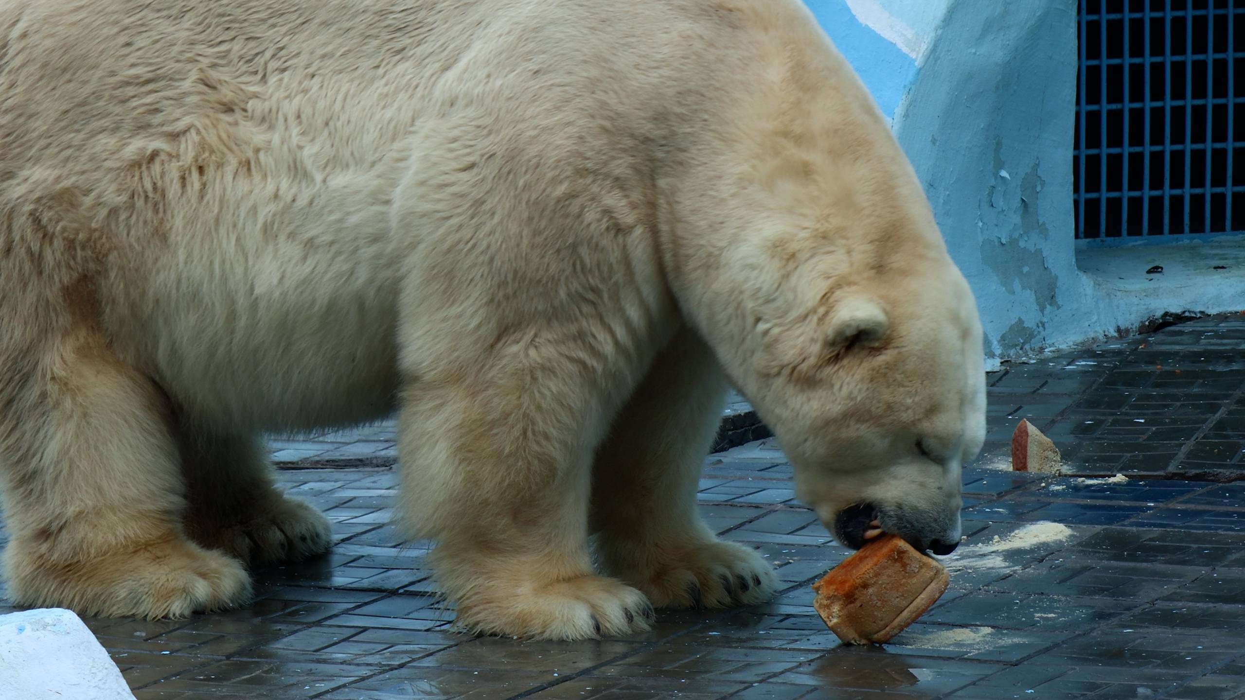 Кай и бутерброд. смотреть онлайн