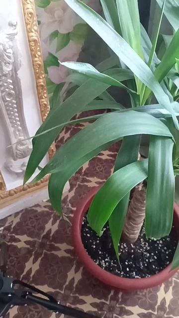 Юкка смотреть онлайн