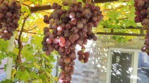 УЛЫБКА ЧЁРНАЯ НА 03.11.2025.🍇🍇🍇 Telegram  WhatsApp и Vlber +79528500417. ТЕЛ. +79054033245.