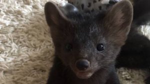 Почему завела соболя, а не собачку.