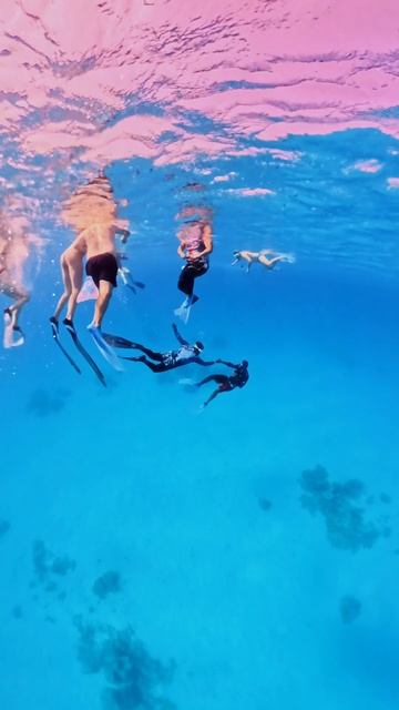 Риф Сатайа в Марса Алам. #египет #марсаалам #рифсатайя #отдыхвегипте #подводныймир #подводнаясъемка смотреть онлайн