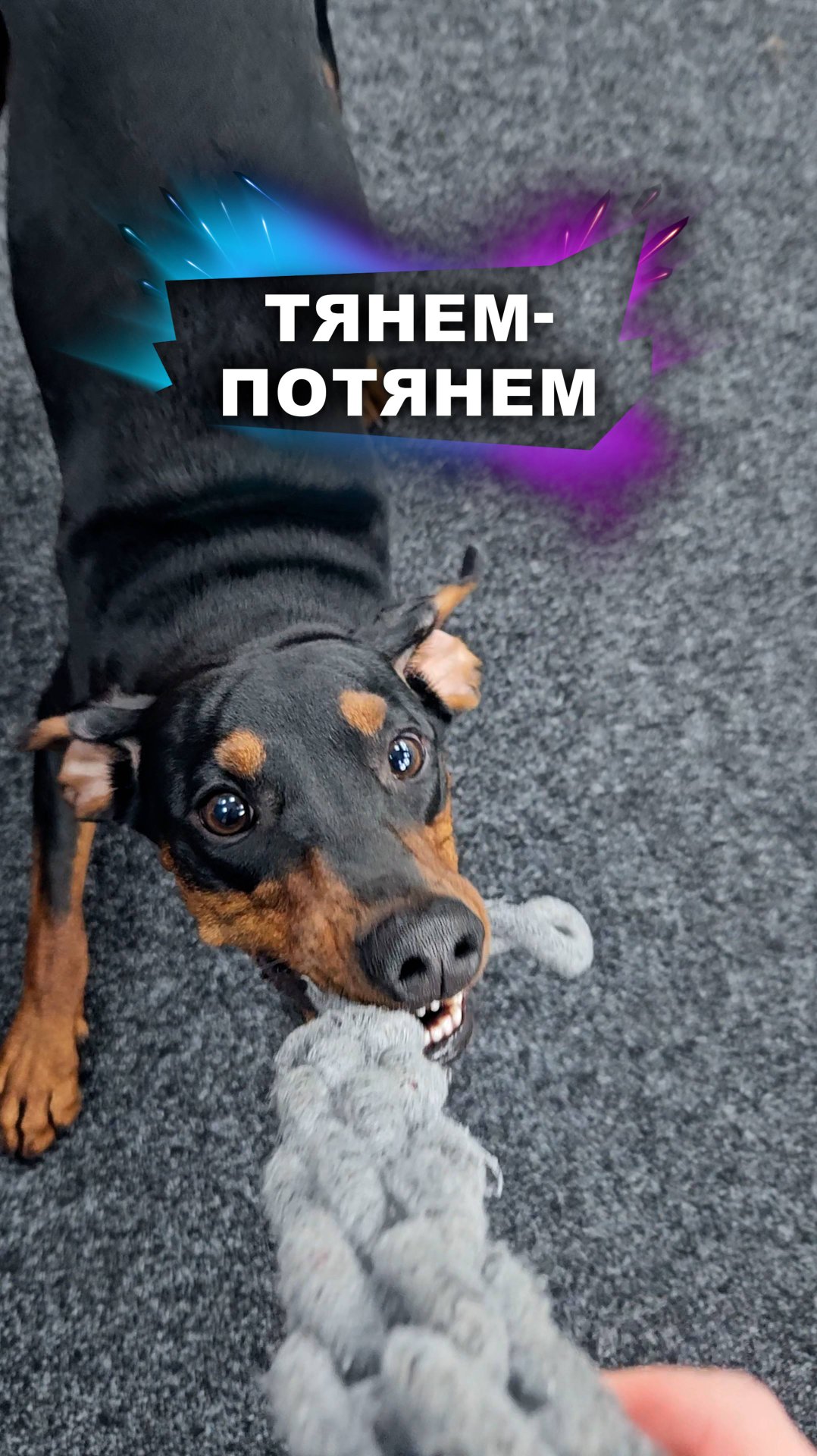 Игра ему понравится! #животные смотреть онлайн