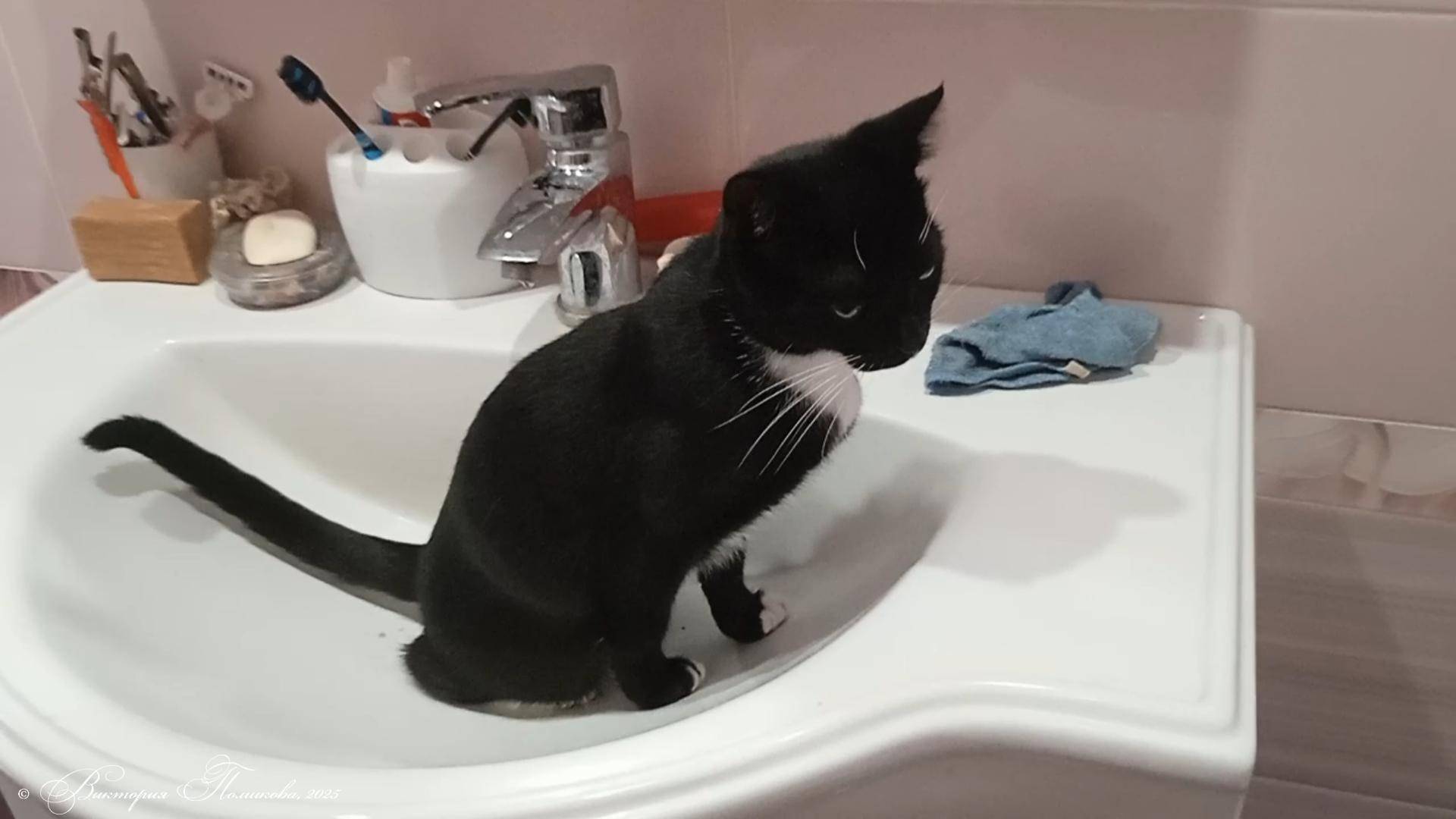 Кошка в раковине, иногда и так бывает смотреть онлайн