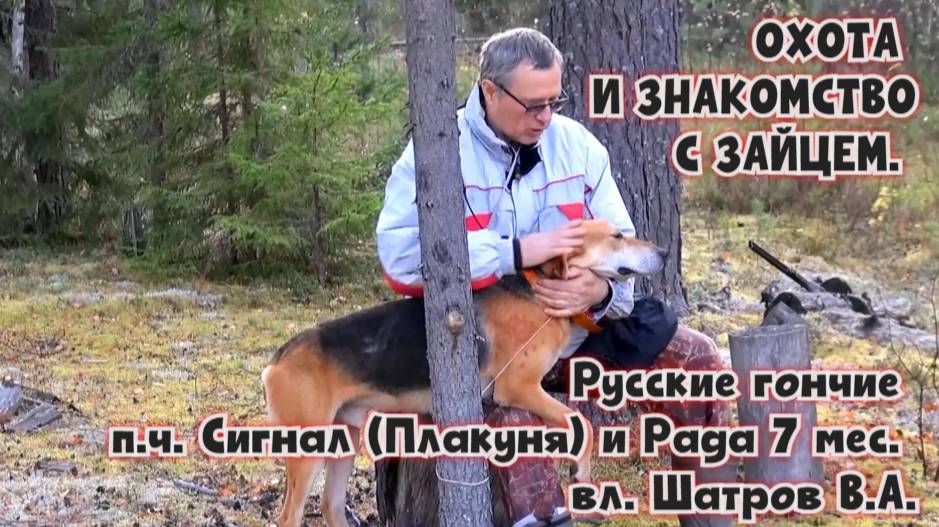 ОХОТА И ЗНАКОМСТВО С ЗАЙЦЕМ. Русские гончие п.ч. Сигнал (Плакуня) и Рада 7 мес. вл. Шатров В.А.#топ