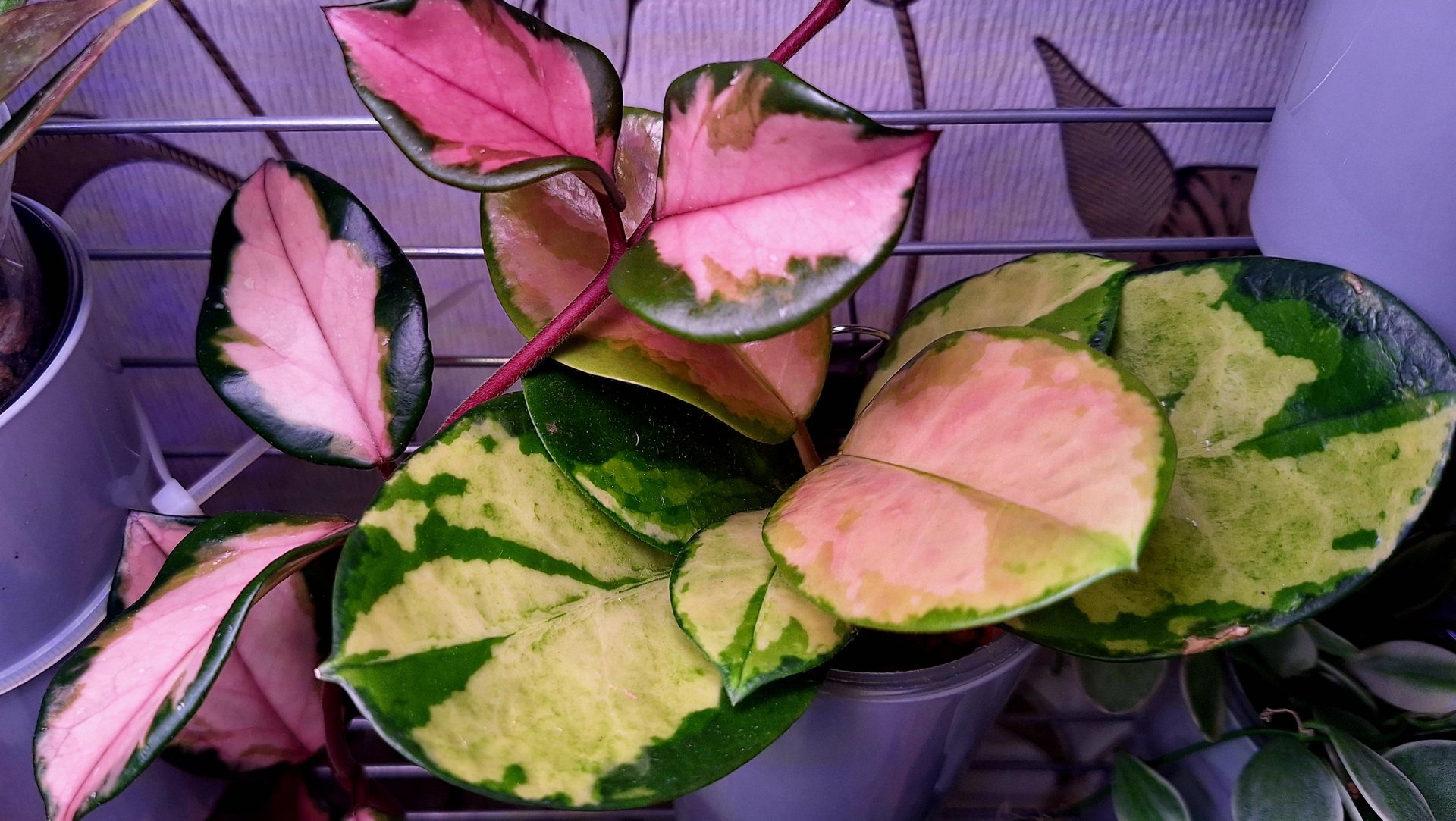 Мой любимый цветочный уголок смотреть онлайн