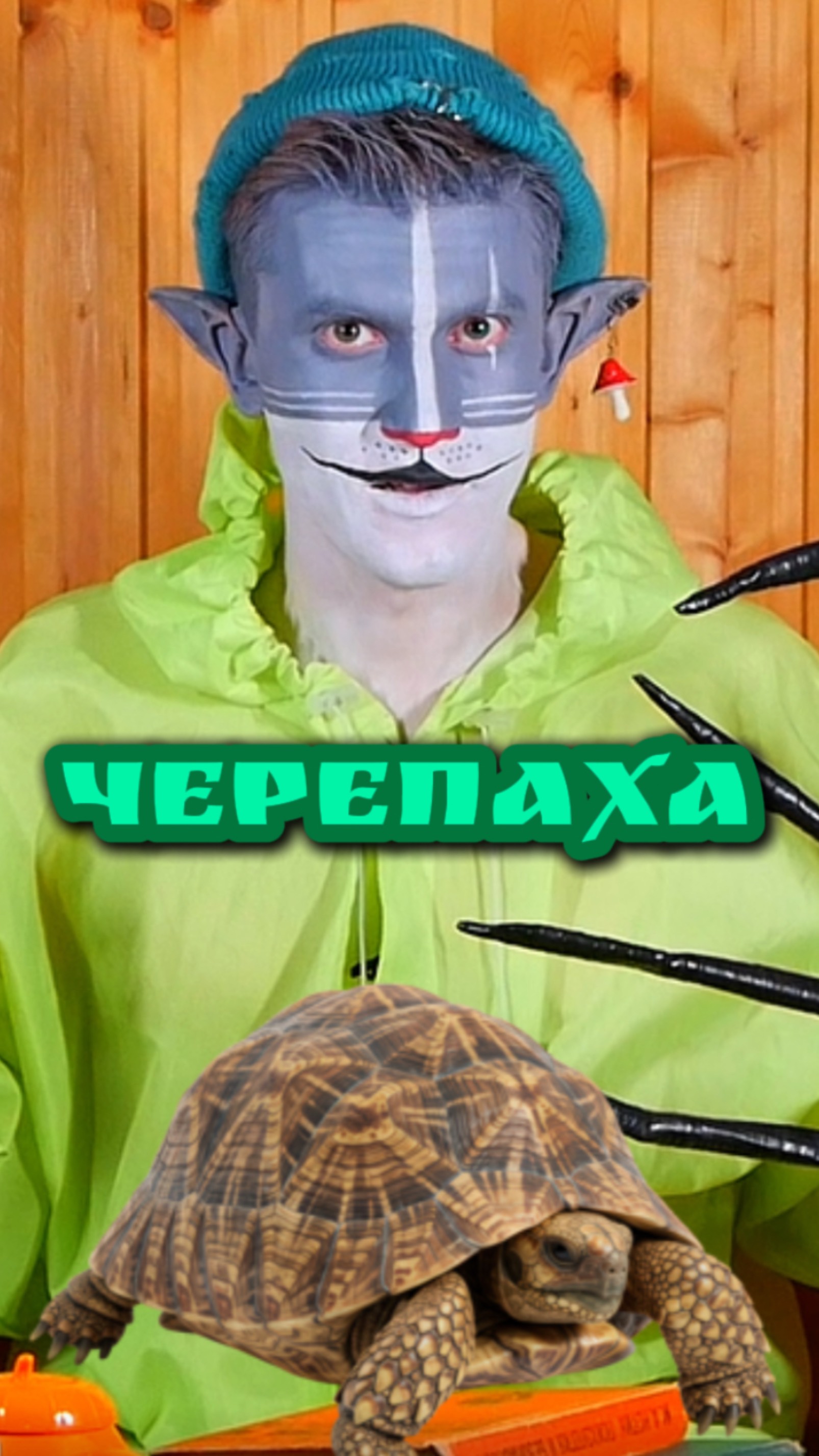 Кот Учёный и Черепаха 🐢 смотреть онлайн