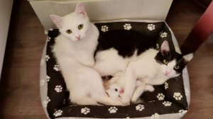 Мама-кошка и её котята отдыхают. Старший котёнок играет с младшим котёноком.