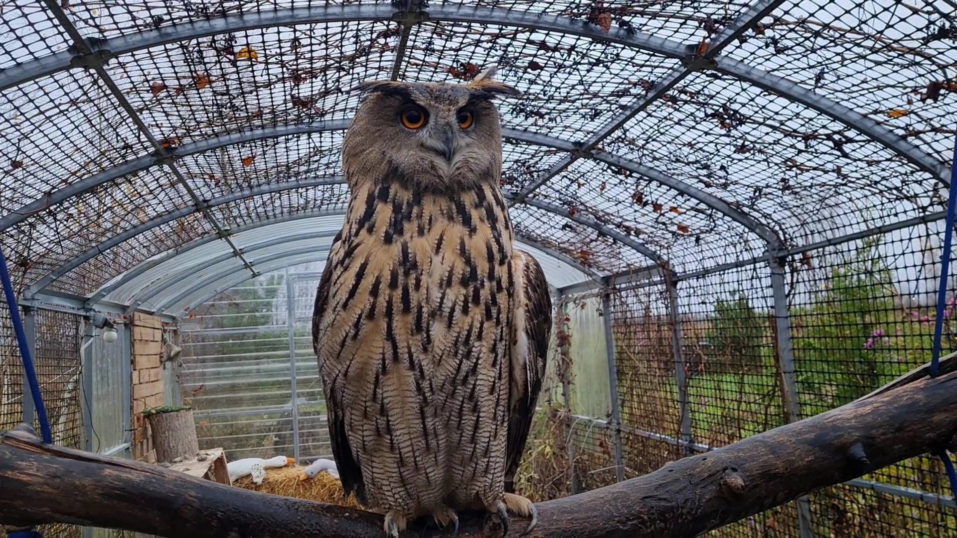 Утро в Избушке, в гостях у Ёлки и прощальная улыбка Октября смотреть онлайн