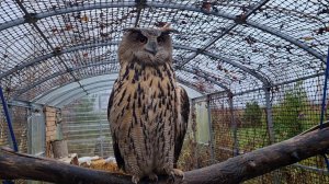 Утро в Избушке, в гостях у Ёлки и прощальная улыбка Октября