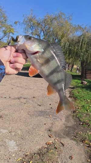 Лучшие приманки по судаку и окуню, на что ловить? Noike Wobble shad топ топов.#рыбалка #джиг #short