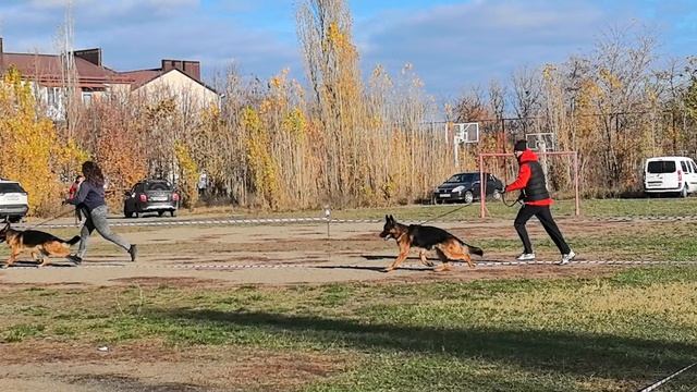 РАБОЧИЙ КОБЕЛИ / КЧК ШАХТЫ 3 ноября`25 Н.Павлова Моно немецких овчарок смотреть онлайн