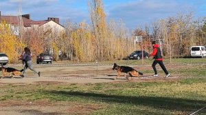 РАБОЧИЙ КОБЕЛИ / КЧК ШАХТЫ 3 ноября`25 Н.Павлова Моно немецких овчарок