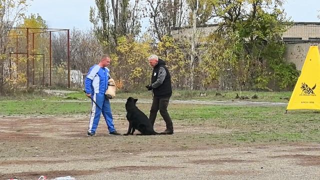 2 Отл. Art Raen's ABIGEL Лучшая защита! №21. ШАХТЫ 3 ноября`25 Моно немецких овчарок смотреть онлайн