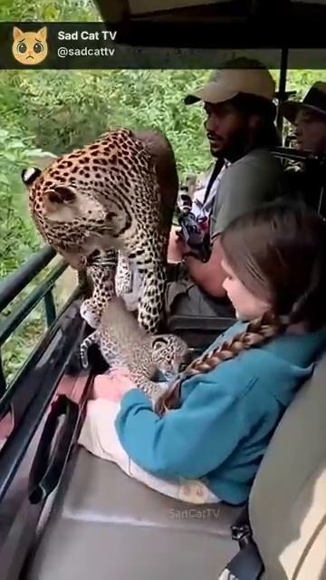 Leopard in Danger Jumps Onto Safari Car and Leaves Its Cub on a Girls Lap [get.gt] смотреть онлайн