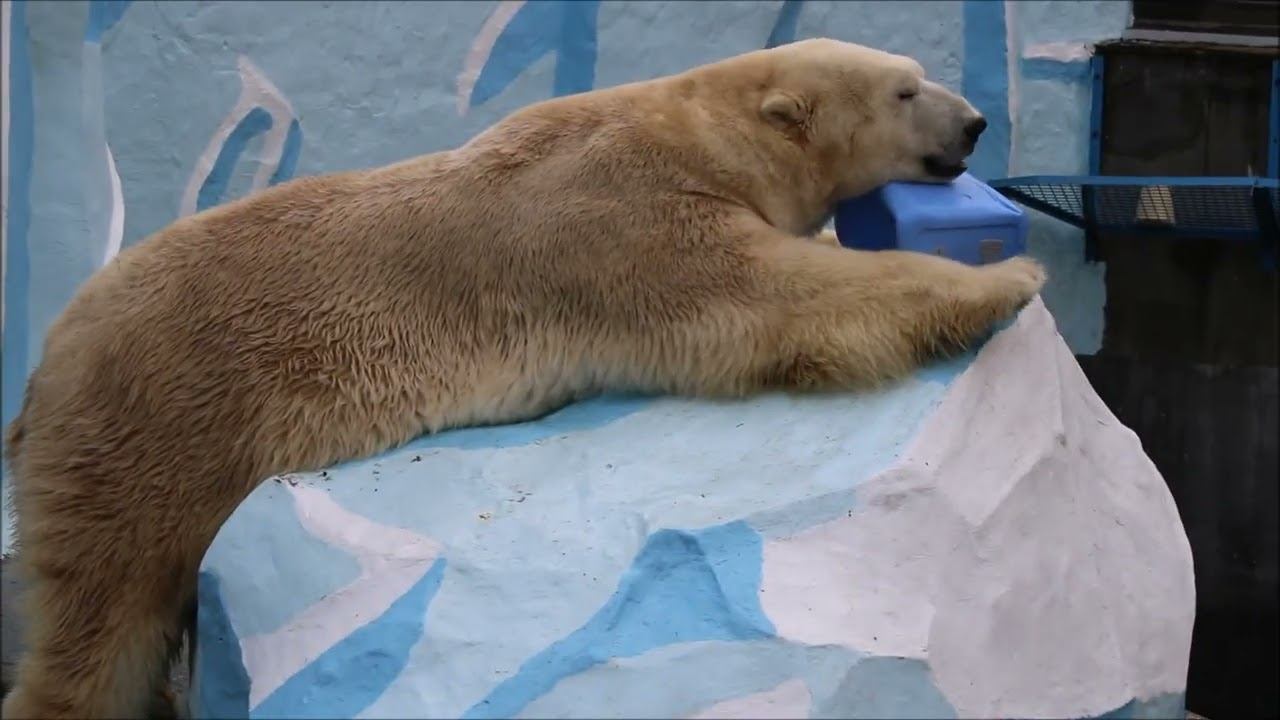 Кай лениво поиграл с канистрой и ушёл спать 30.10.2025 смотреть онлайн