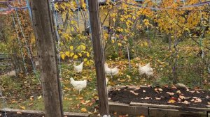 Это у Шекспира: "быть или не быть", а у нас:"Эх! была - не была"!