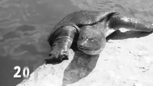 Самые опасные черепахи на Земле