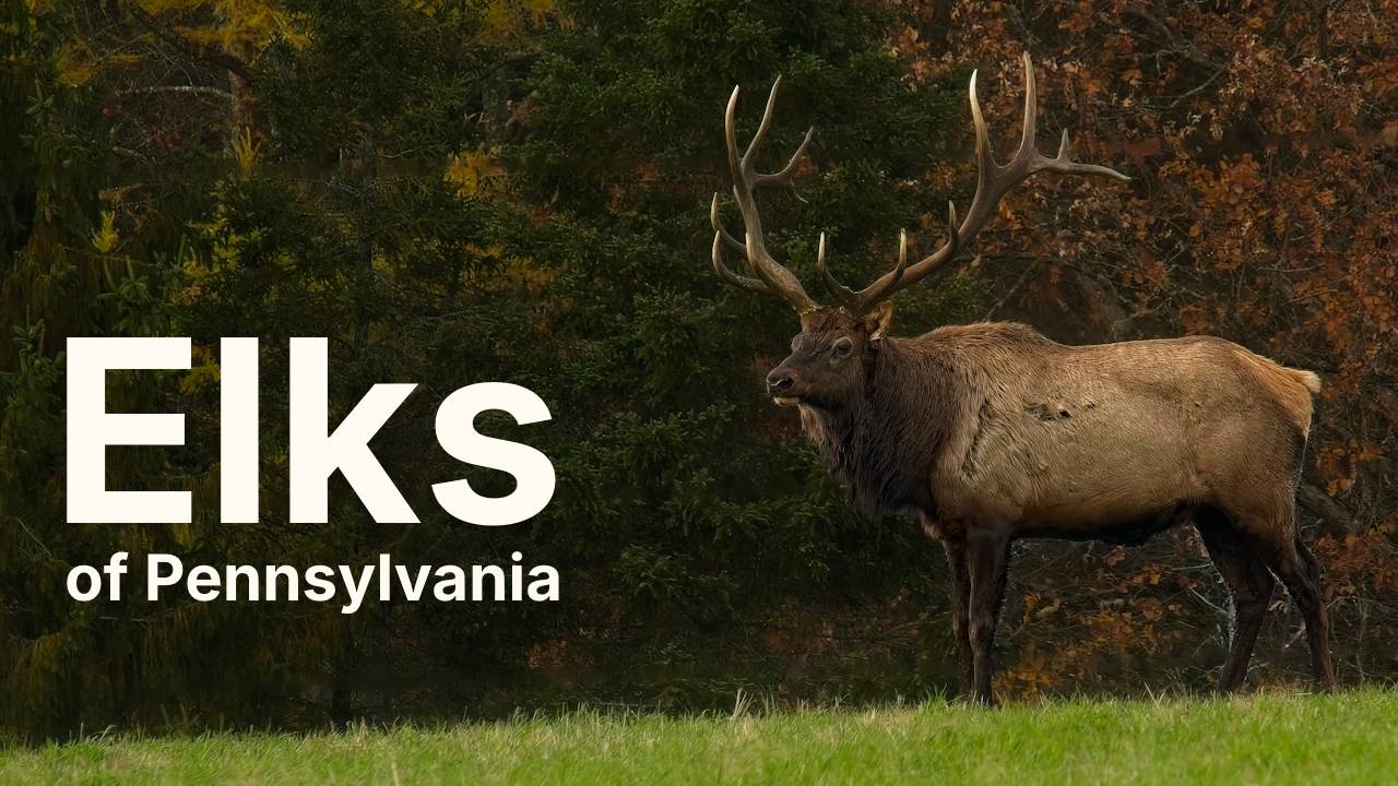 Элки в Пенсильвании