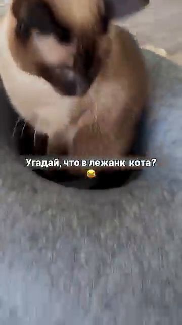 https://t.me/+qPKK8aT96LYyZTVi подписывайтесь на каналы, будем рады видеть всех ) смотреть онлайн