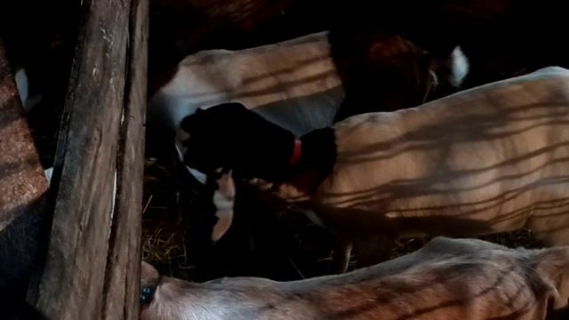 Немного о погоде на Урале/ Хозяйство,болталка от меня/ Диана печёт блины. смотреть онлайн