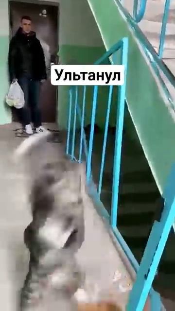 КОТ ПСИХАНУЛ Cat Fight in Russia cat fight funny [get.gt] смотреть онлайн