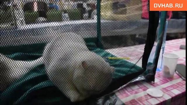 Лучшую кошку выбрали в Комсомольске смотреть онлайн